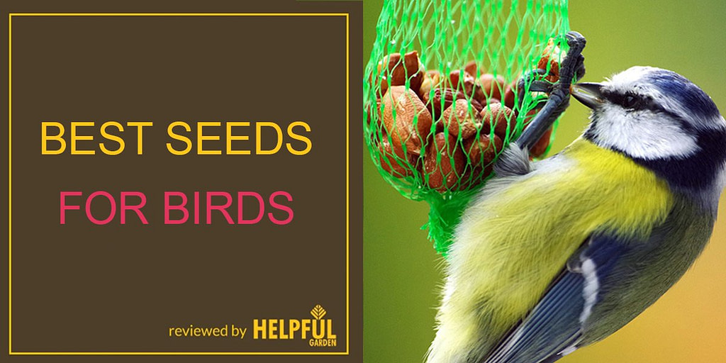 the guide to the best seeds for birds