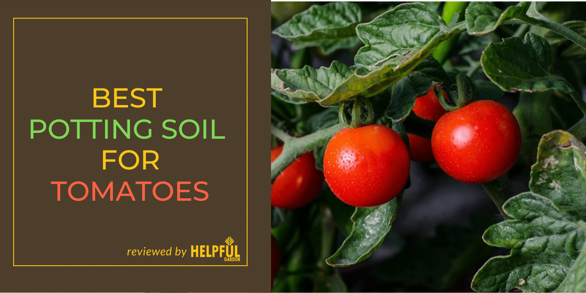 tomato blight soil treatment