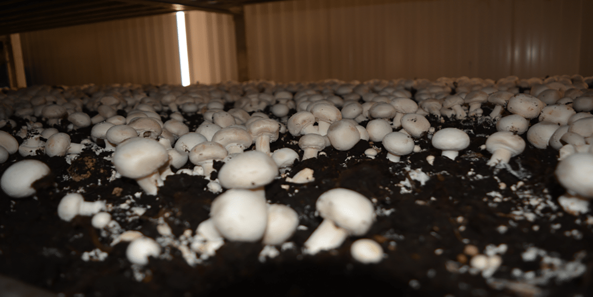 Growing Portabello Mushrooms