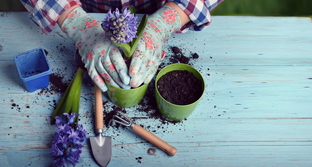 Can You Replace Potting Mix With Potting Soil To Save Money?