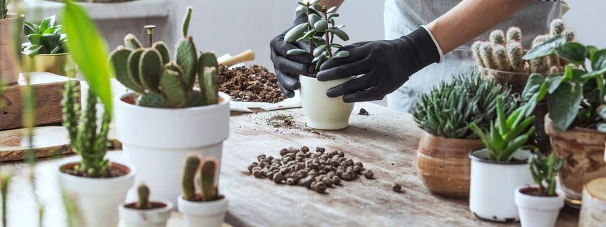 How To Find The Right Mix For Your Succulent - Buying Guide