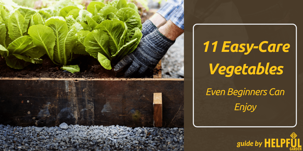 11 Easy-Care Vegetables Even Beginners Can Enjoy